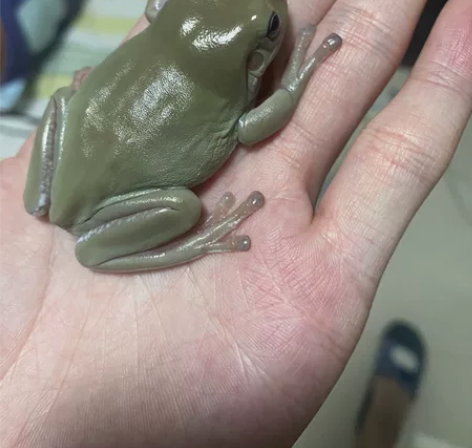 绿皮黄皮蓝眼姥爷树蛙一对亚成6+ 感兴趣的...