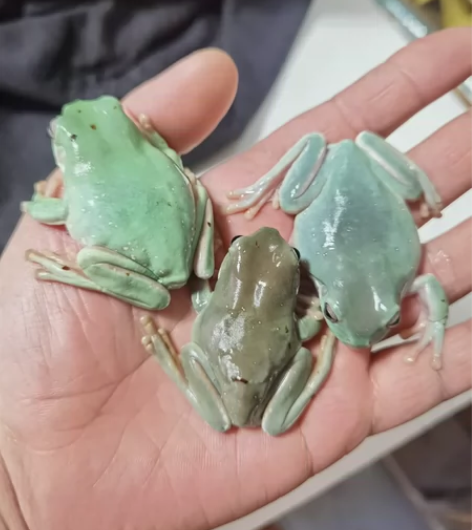 蓝姥爷树蛙  3只    6厘米左右 所见...