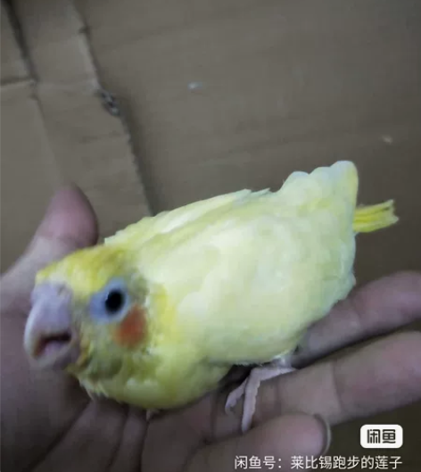 玄凤鹦鹉喜欢可以预定！红脸百趴 白脸百趴等...