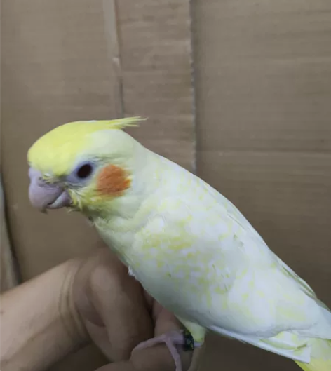 精品黄化珍珠公[号外]。[超便宜] 有看上...