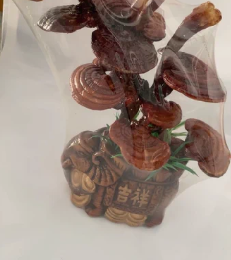 灵芝盆景  吉祥如意 办公摆件 家居摆件 ...