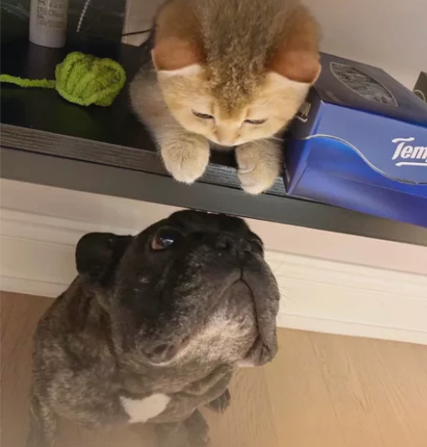 寒假过年开始预约咯！武汉上门喂养猫咪可预约...