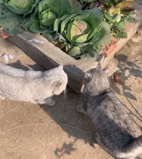 寒假过年开始预约咯！武汉上门喂养猫咪可预约...