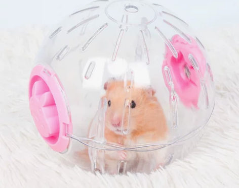 #宠物工具大集合 #仓鼠 直径15cm 宠...