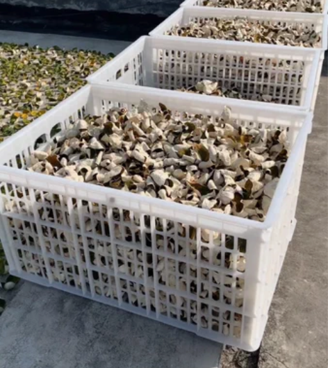 2021圈枝梅江，东甲，天马，今天开始发售...