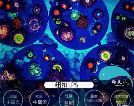 大种纽扣拼盘珊瑚艾伦之眼三只橘子