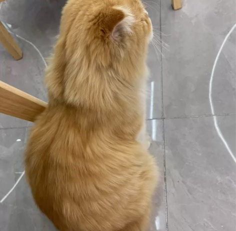 网球陪练 正反手均可拉    需提供场地 ...