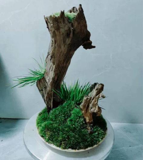 虎须风化木组合盆栽，四季长青好养易活 菖蒲...