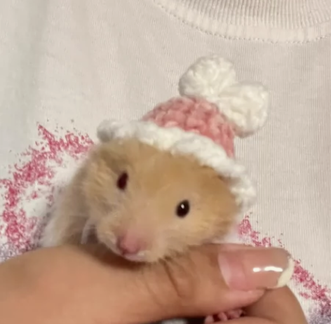 因为马上要去读书没时间养了  所以忍痛出掉...