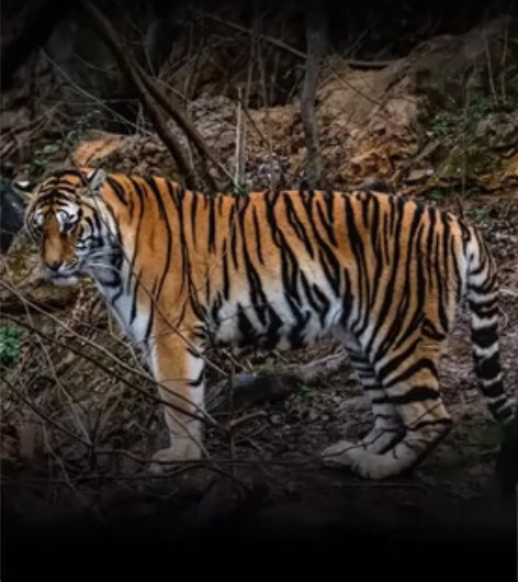 雅马哈巧格运动款 车况精品 一直加95#汽...