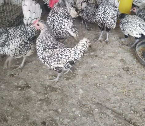 混发10元一枚，波兰和科钦球平均一天能有2...