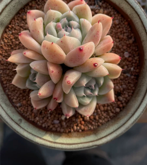 三头石英~控养两年，身体健康 12盆口~ ...