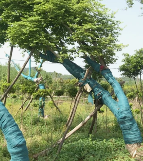 鸡爪槭飘杆 感兴趣的话点“我想要”和我私聊...