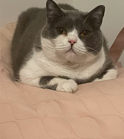 法考链接 精讲+真金 除刑法民法行政法其他...