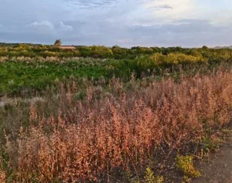 英语专业研究生，国际人才英语考试高级证书持...