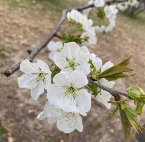 收一台魅族16spro或17独角兽版本 感...