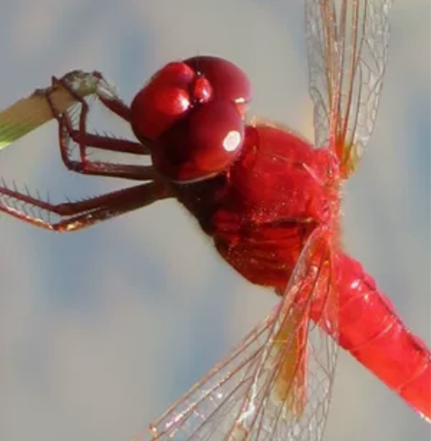 佳能730翻转屏长焦卡片相机，战功成色。 ...