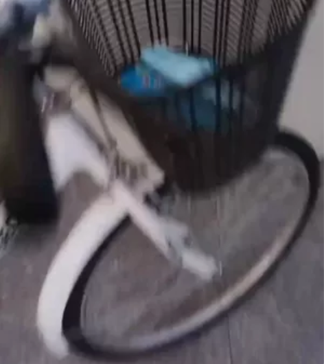 飞鸽牌自行车女士成年人轻便上班24/26寸...