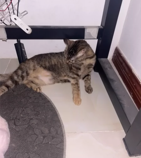 一岁大的狸花猫，因为一些家庭原因不得已把猫...