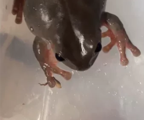 焦糖蓝眼 母蛙 有籽 姥爷树蛙 树...