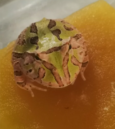 退坑出蛙 双色蝴蝶4-5公分左右，红绿分明...