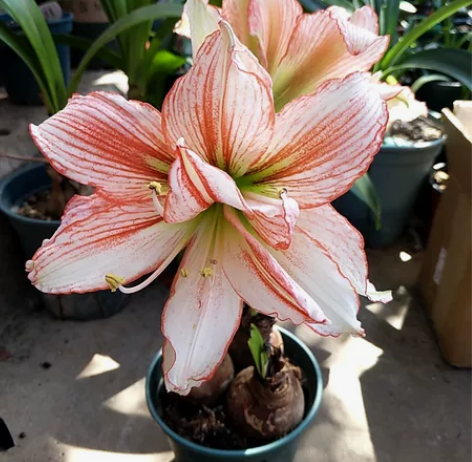 一盆三颗倾城之恋 有一颗正在开花 每一颗...