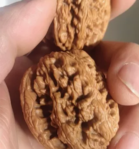 精配将军榜狮子头，全品无修，骨质好，油性足...