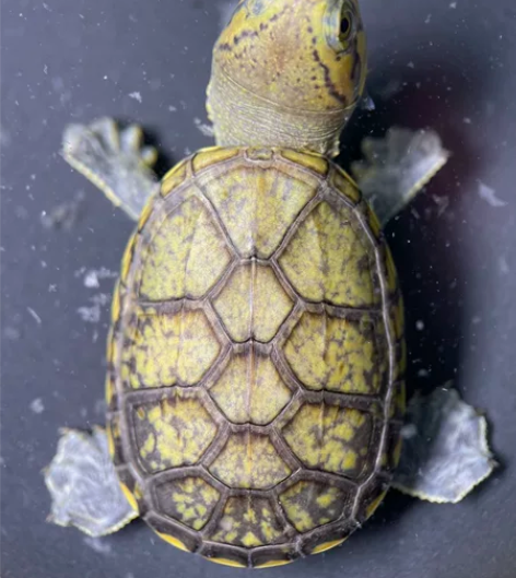 8213极品双满纹粗满头纹高黄基因窄桥蛋龟...