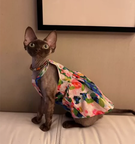 斯芬克斯德文猫衣服无毛猫纯棉连衣裙宠物猫吊...